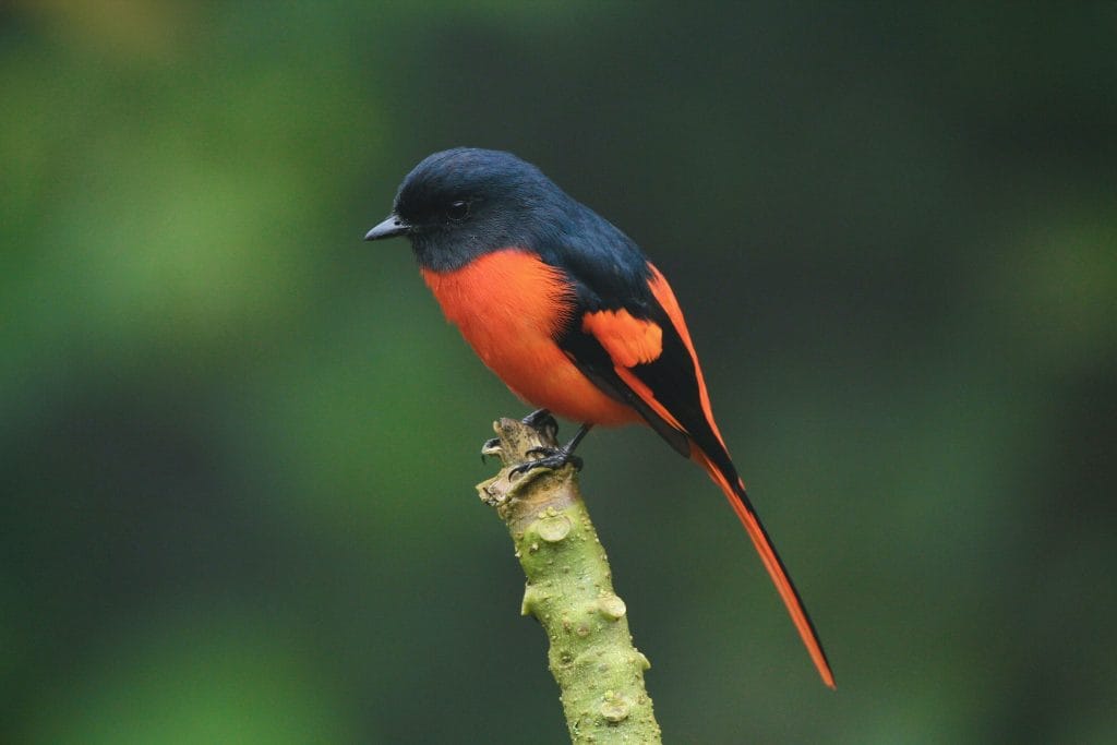 Close-up photography of orange and black bird standing on plant stem.