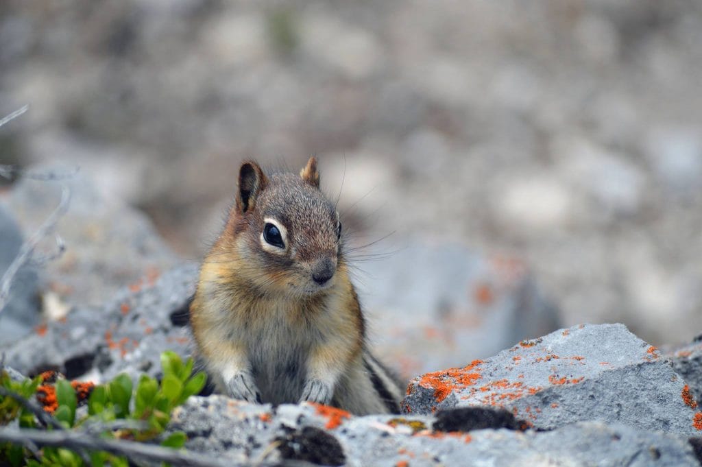 Close-up photography of squirrel in rocky areas.