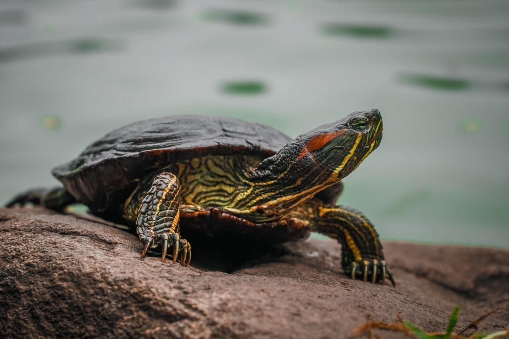 Professional close-up photograph of turtle on a rock