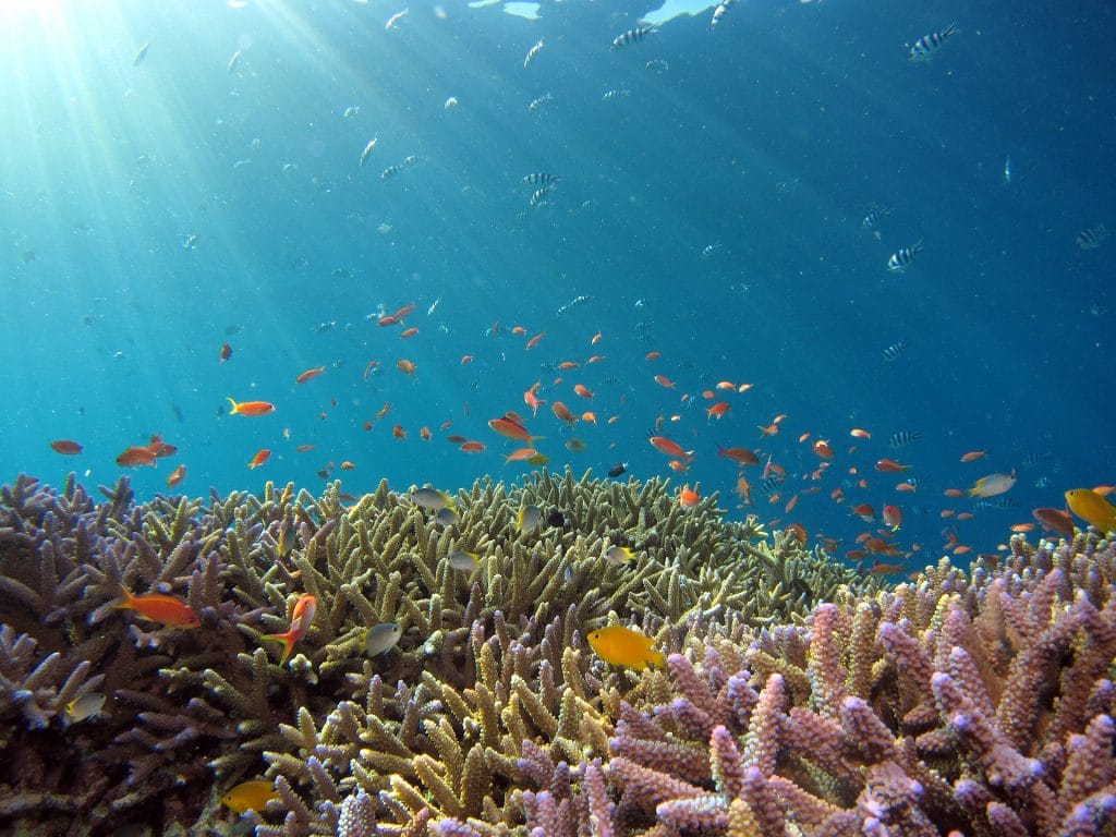 many fish swimming above a reef