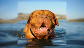 Close-up of dog swimming on lake