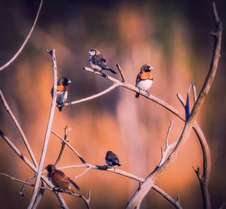 Birds perching on twig