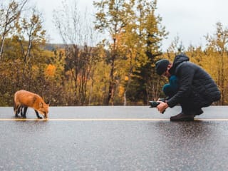 wildlife-photographer-fox-picture